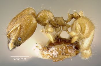 Media type: image; Entomology 20669